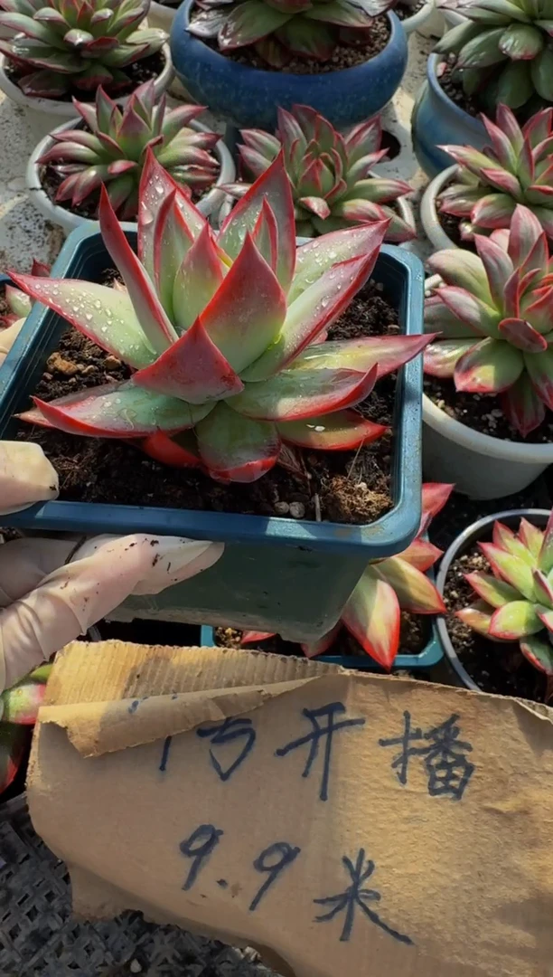 量拍惊鸿配货参考