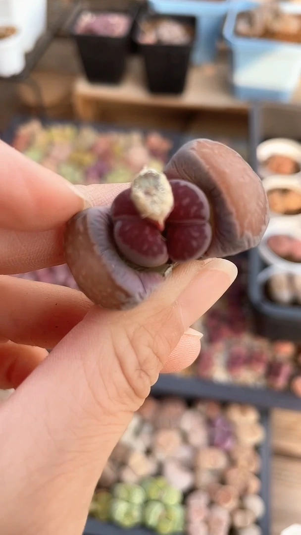 【闪购商品】1956直播一物一拍