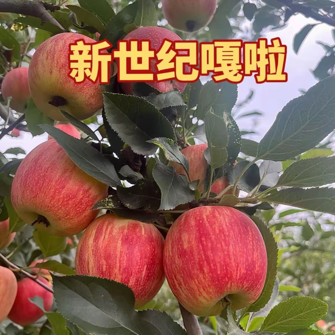新世纪嘎啦大卫嘎啦苹果树苗南方北方盆栽地栽果园种植