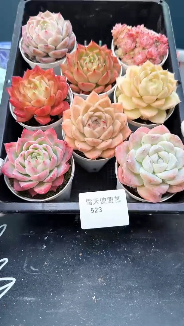 523    多肉8 颗