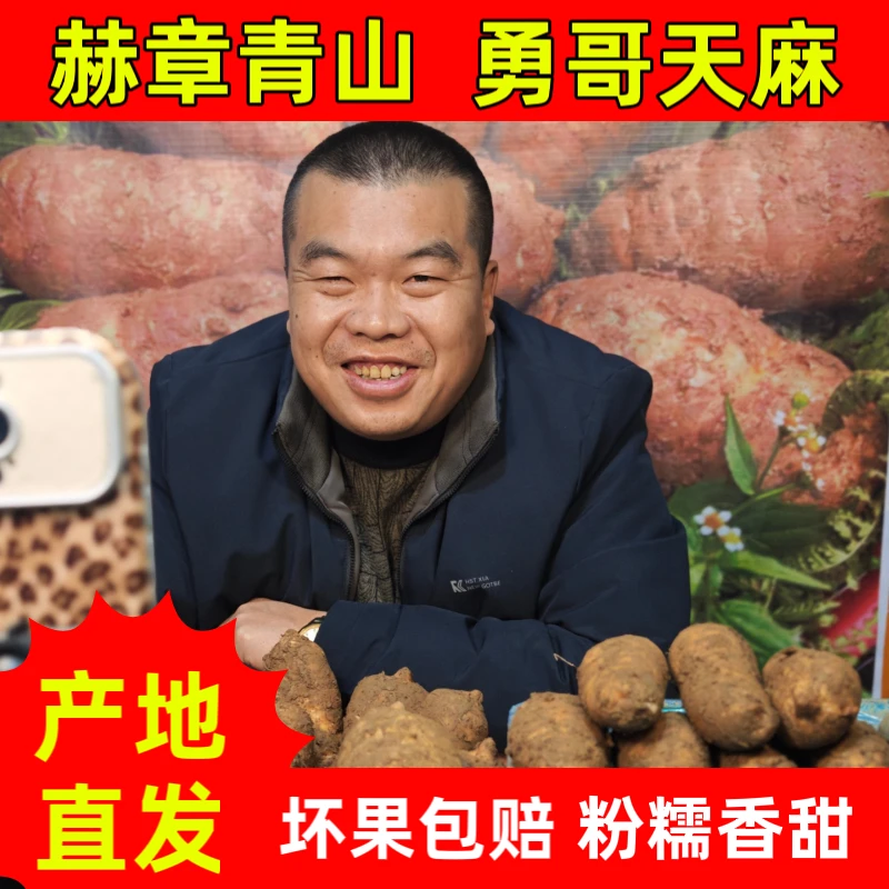 贵州赫章青山新鲜天麻仿野生种植产地现挖发货