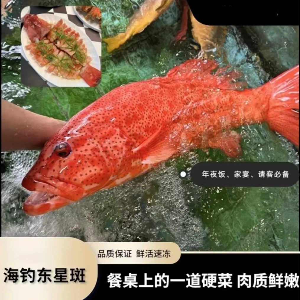 【多条装】东星斑1.2-1.4斤/条 深海野钓石斑鱼 鲜活速冻品质保证