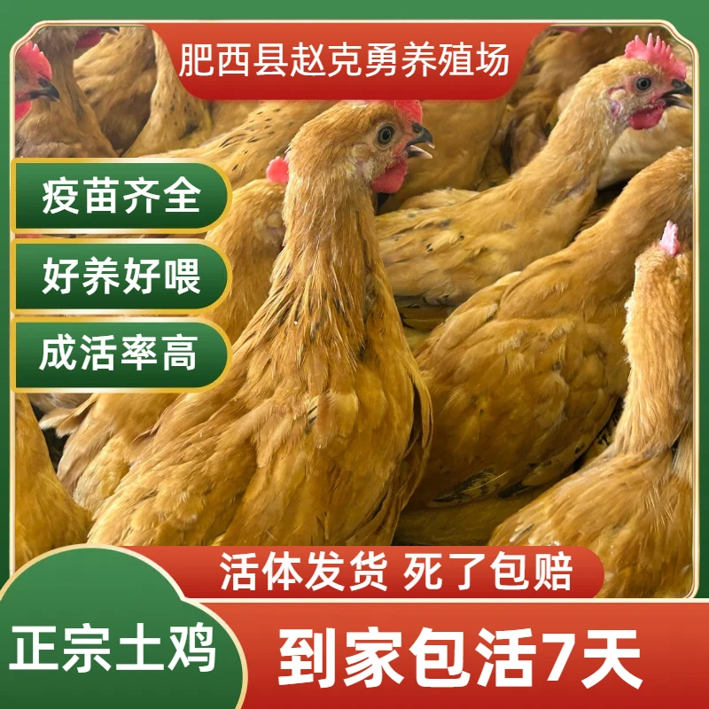 宠物鸡淮南草青脚细爪土鸡活体发货农场散养