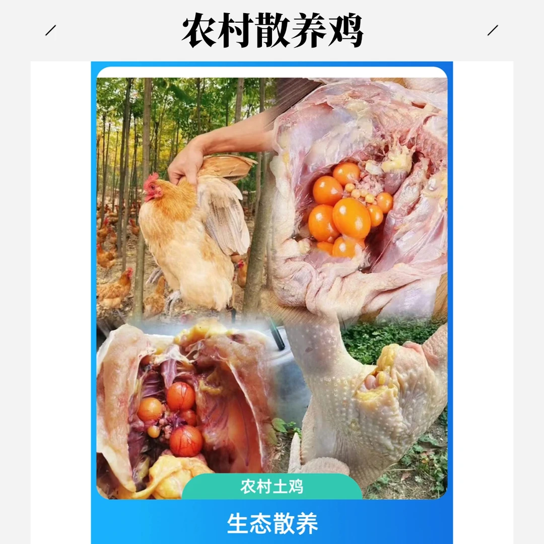 【2只装大土鸡】180天山林放养吃虫麻鸡项鸡5斤装 | 农家自养散养走地鸡 | 山泉水喂养纯天然无添加烧烤食材