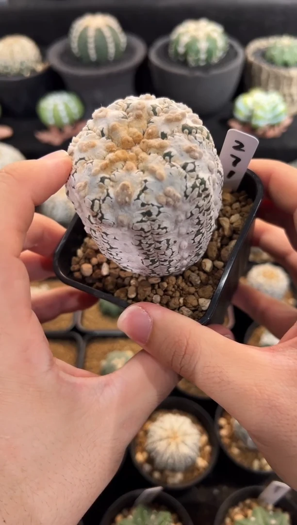 实生根星兜小干疤编码271