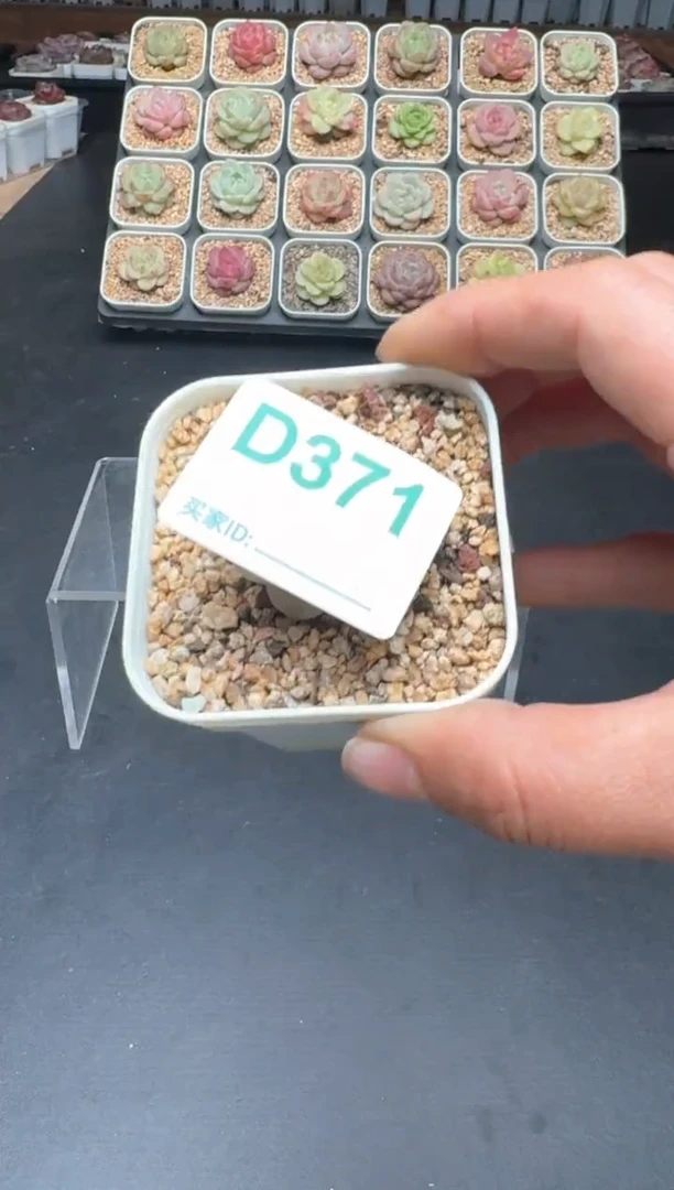 【闪购商品】371D物拍多肉带盆土6.5杯拍3颗包柚