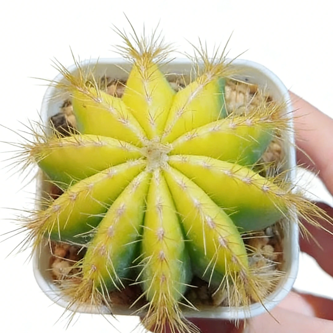 银光锦仙人球【基地盆发货】