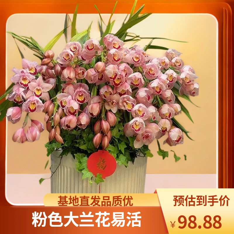 大花蕙兰【福星】粉色花卉基地直发易成活带花带苞大花蕙兰基地专卖