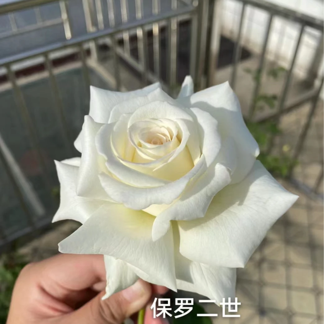 保罗大苗 四季灌木月季