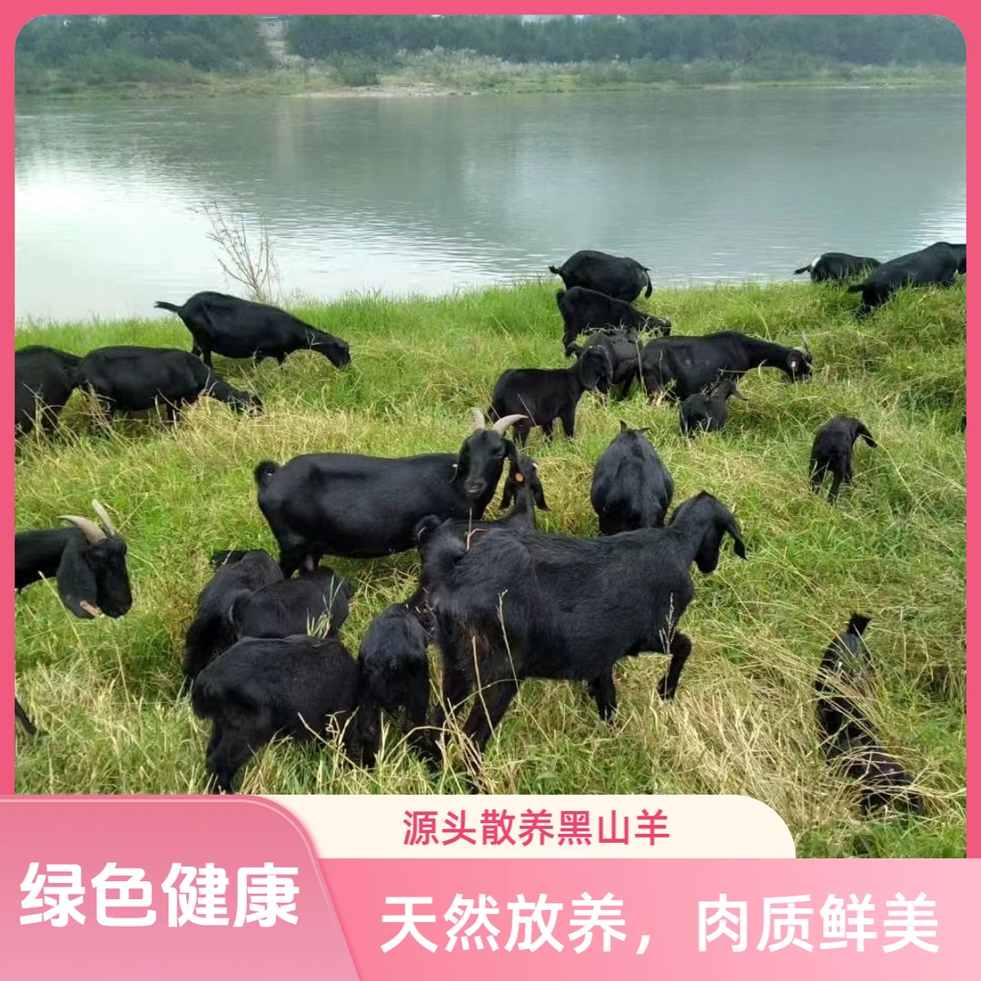 羊排加前腿  水源地散养黑山羊羊肉