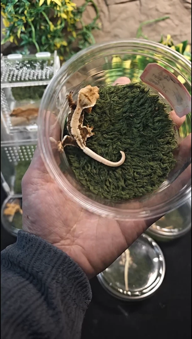 睫角守宫25-224睫角守宫黑底莉莉