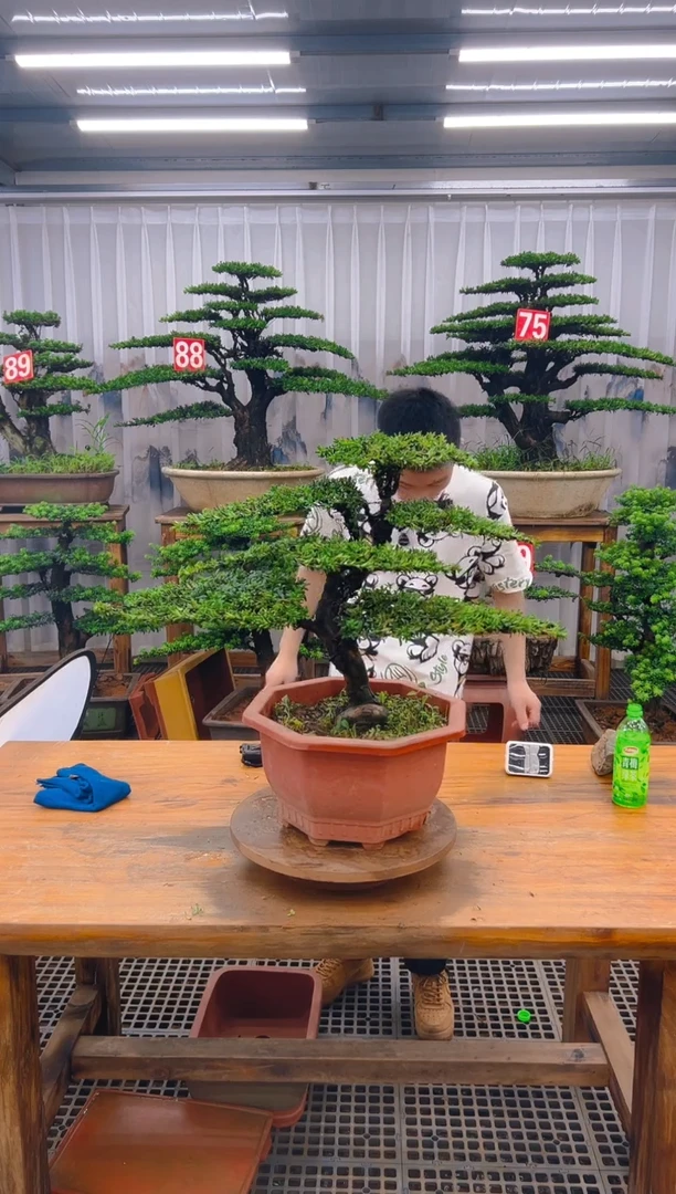 无花朵巴*哥精品盆景直播间一物一拍