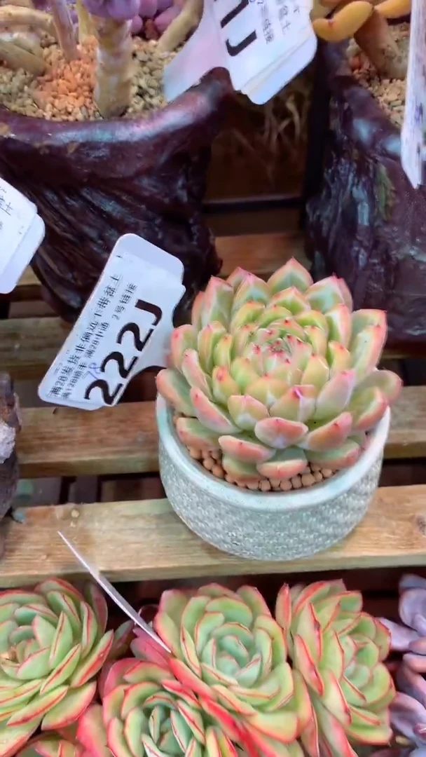 222J（一物一拍实付满28发货，默认不带盆土）