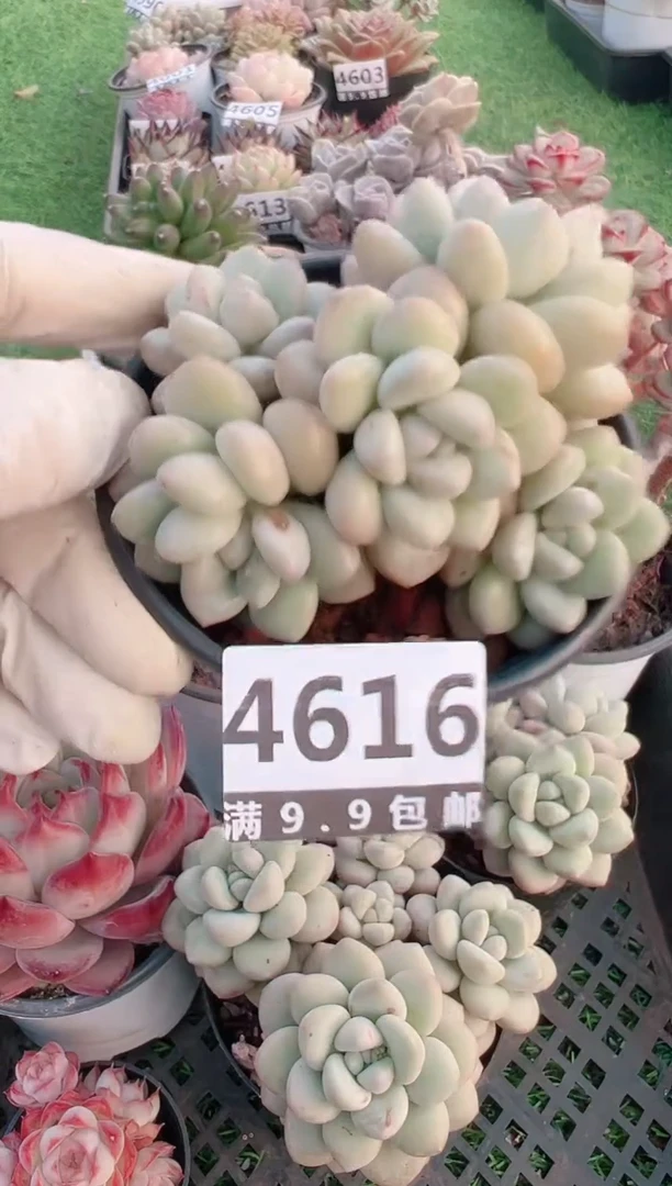 【闪购商品】信福多肉一物一拍