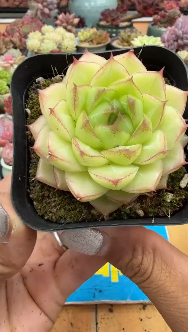 东云多肉园二店-70