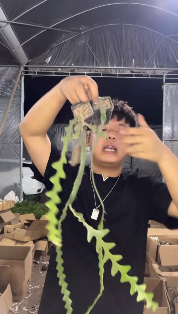 5颗 鱼骨令箭【带根】