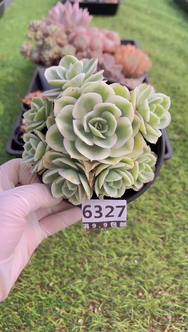 【闪购商品】信福多肉一物一拍