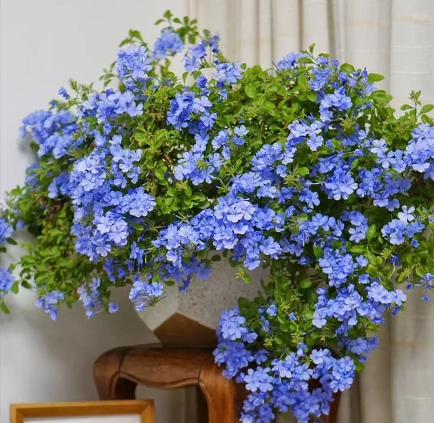 【2加仑高50-60】蓝雪花带花苞爆花小机器从生灌木花卉