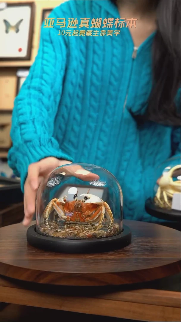 沙蟹标本玻璃罩款