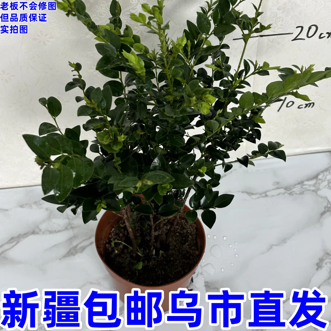 小叶紫檀---新疆包邮