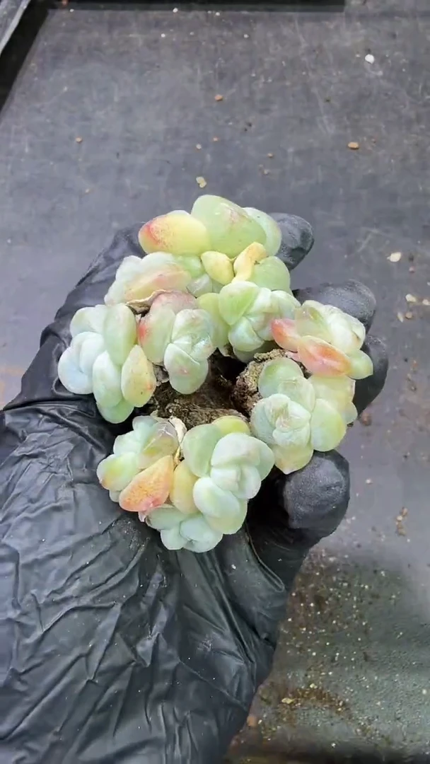 06号到手（6）棵群生冰玉