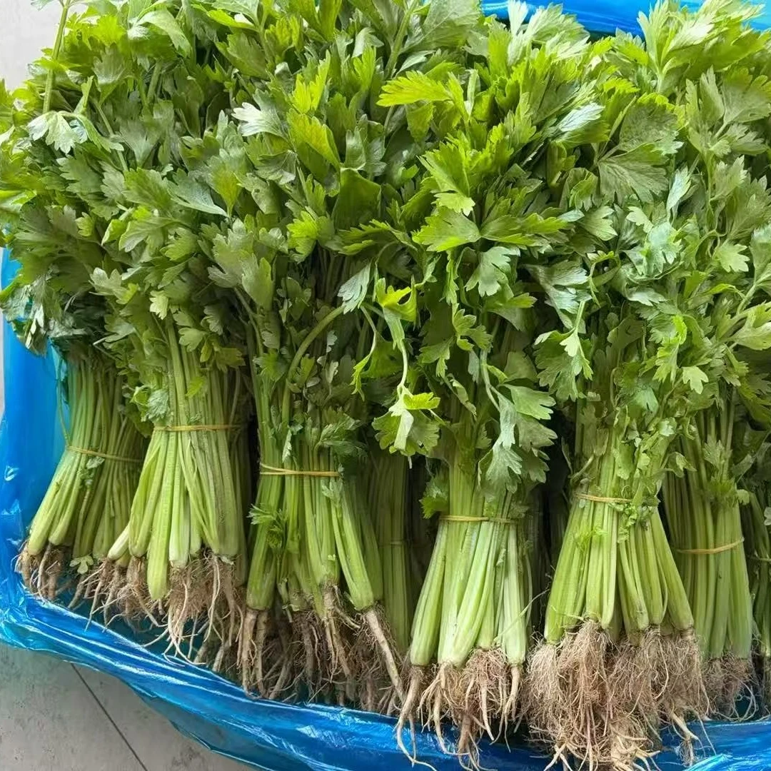 【香芹3斤】苏北农家本地小香芹现摘现发顺丰新鲜包邮