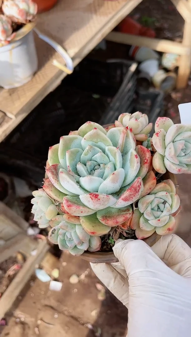 【闪购商品】21273