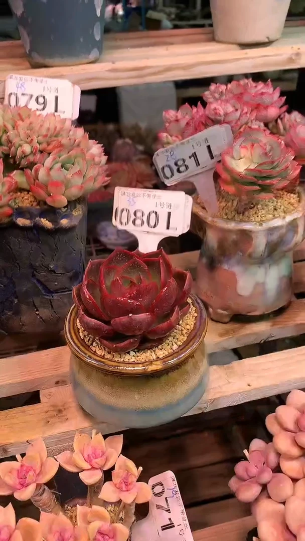 【闪购商品】080LLL