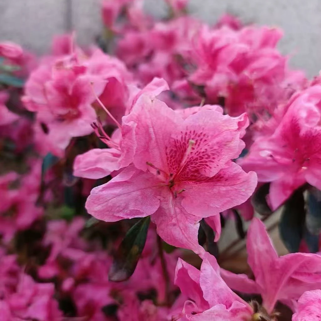 安酷杜鹃王妃 兰花雨 日舞 原盆原土带花苞发货观花赏叶四季常青