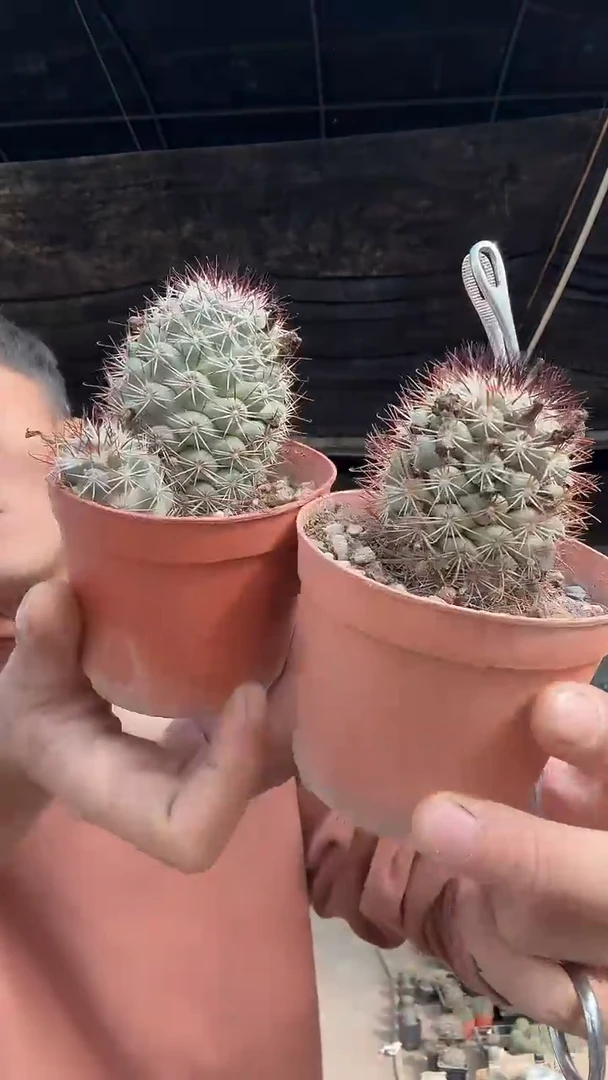 实生蓬莱宫两颗9.99