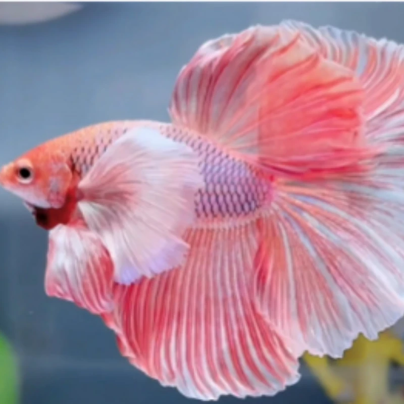 V12（265-288）泰国斗鱼精品鱼小型热带观赏鱼【直播间选鱼】