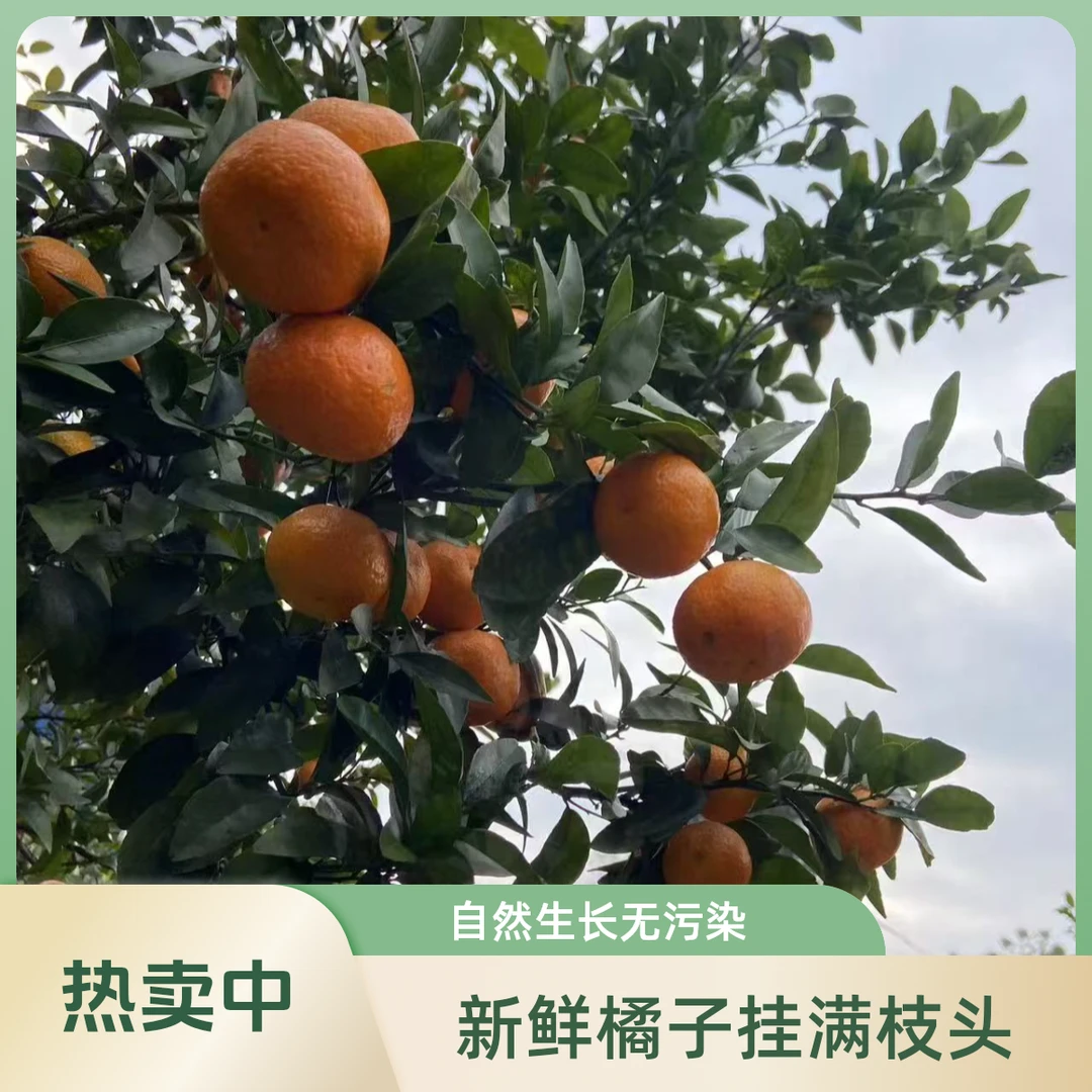 广西沙糖桔正宗老沙,现采现发