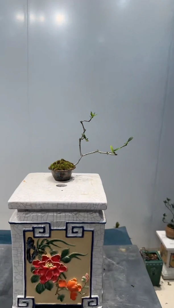 无花朵海岛翠米茶