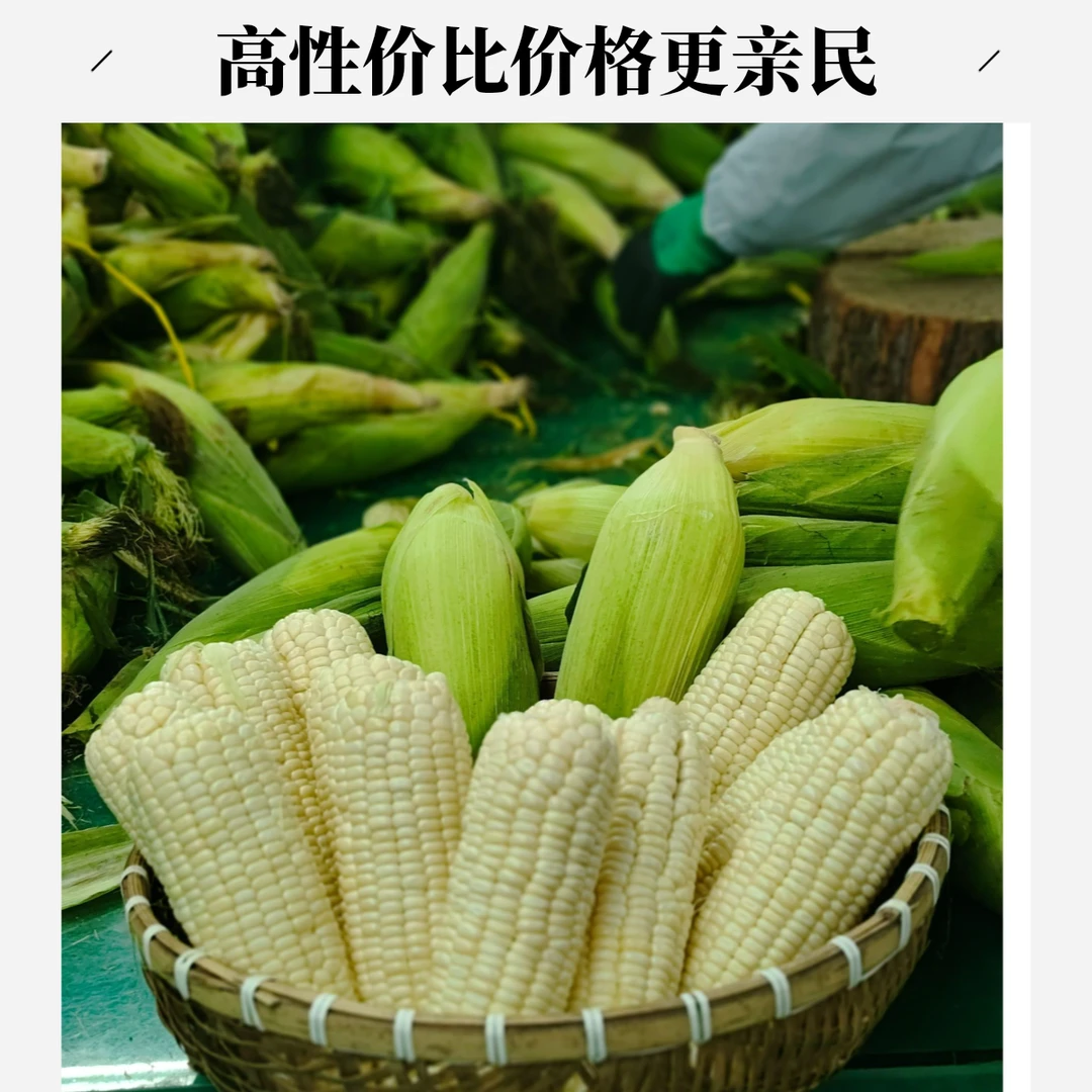 平谷 正宗农科糯336玉米 7分甜3分糯还有一点微微粘  北京市