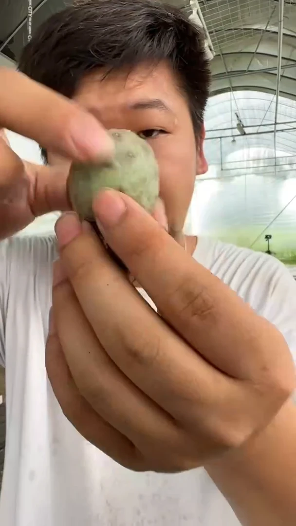 【带根】单头 习志野