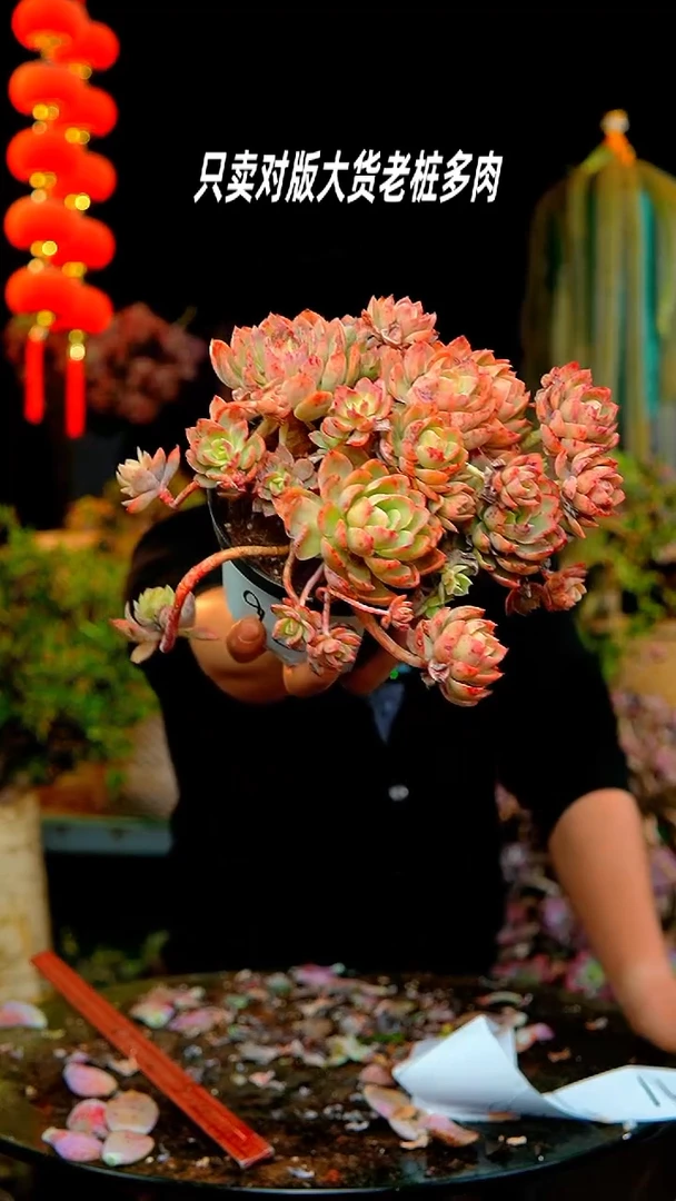 【闪购商品】92号丝绸面纱