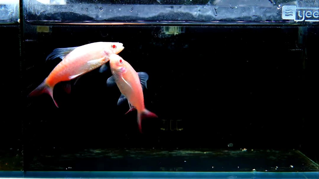 金鱼黄化红尾公鱼*2条