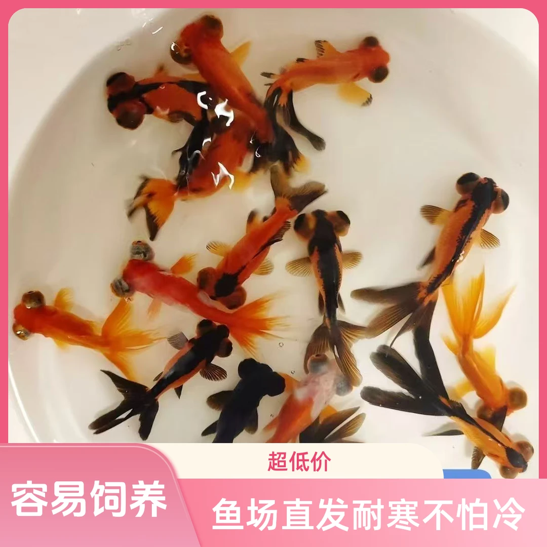 金鱼活鱼淡水冷水兰寿活体活鱼包邮鱼苗鸿运当头金鱼鱼金鱼观赏鱼