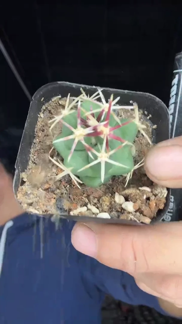 2-1 号        19.99