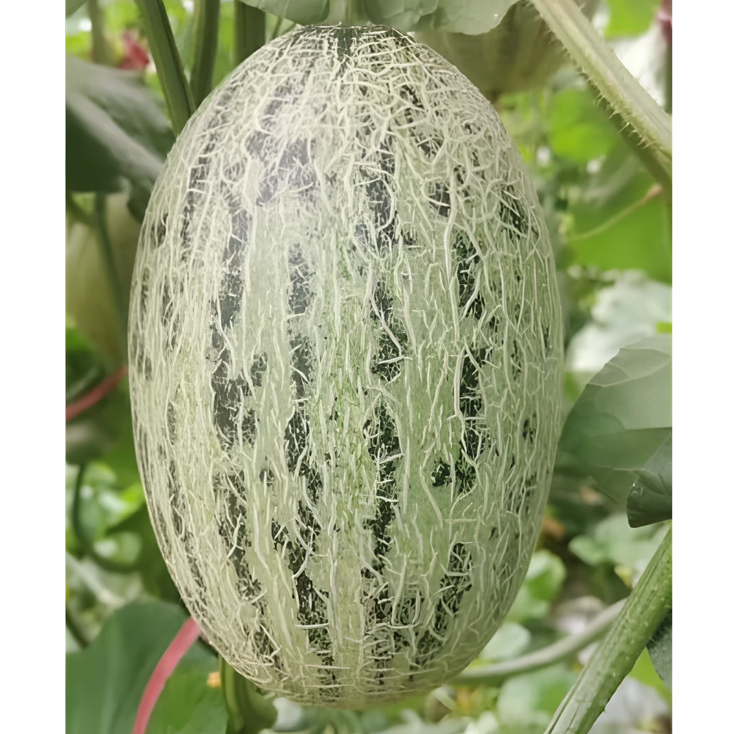 青蛙王子小蜜瓜 果肉浓郁 细嫩可口 丝丝甘甜 香甜扑鼻