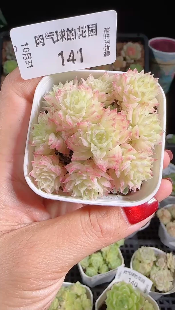 1031-141精致控养麦秆群不包整