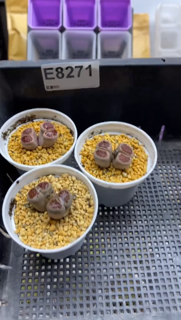8271直播一物一拍