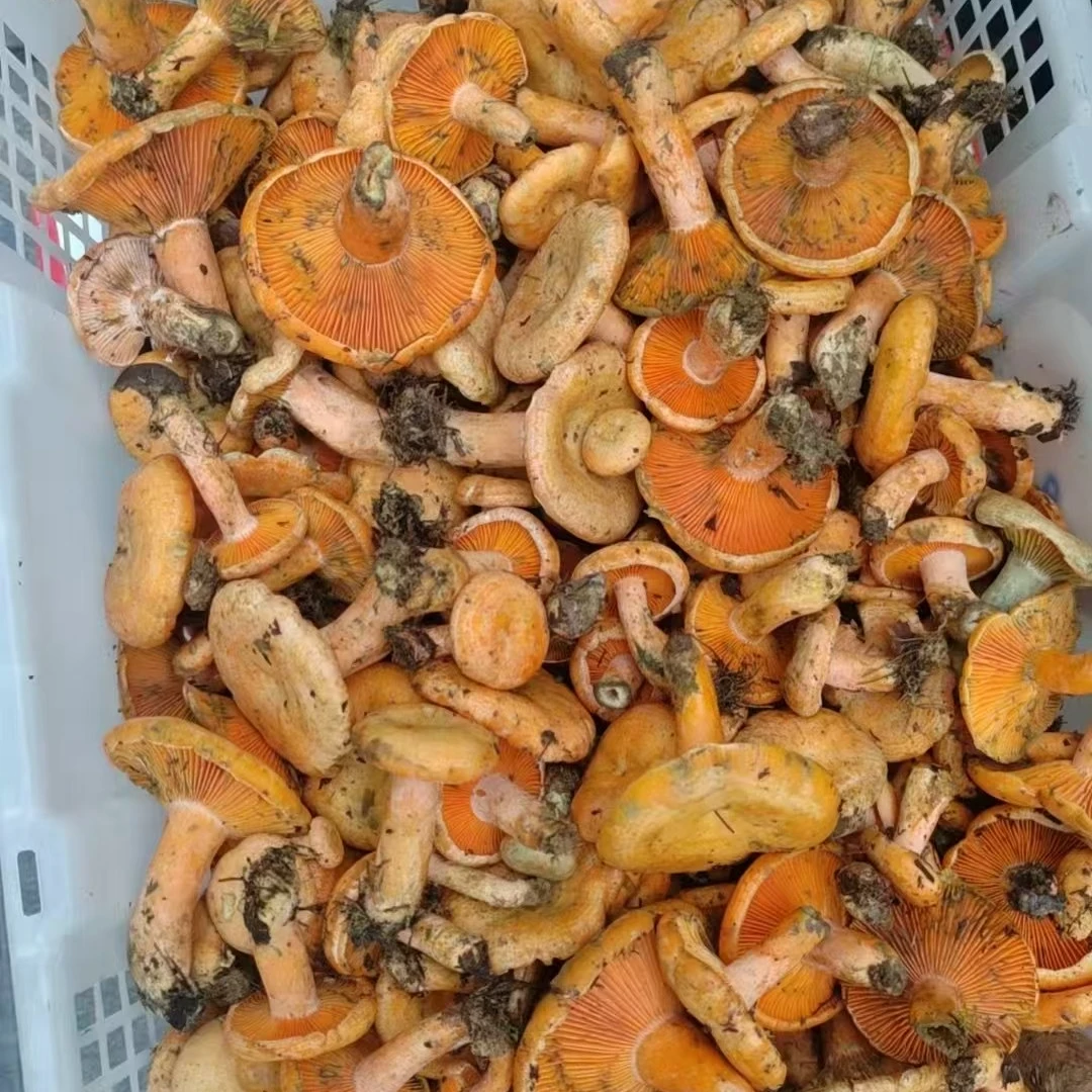 中号菌子 新鲜枞树菌