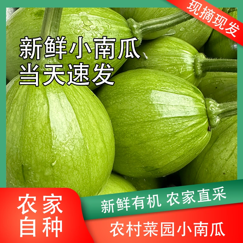 嫩南瓜3-5斤农家种植新鲜蔬菜炒菜