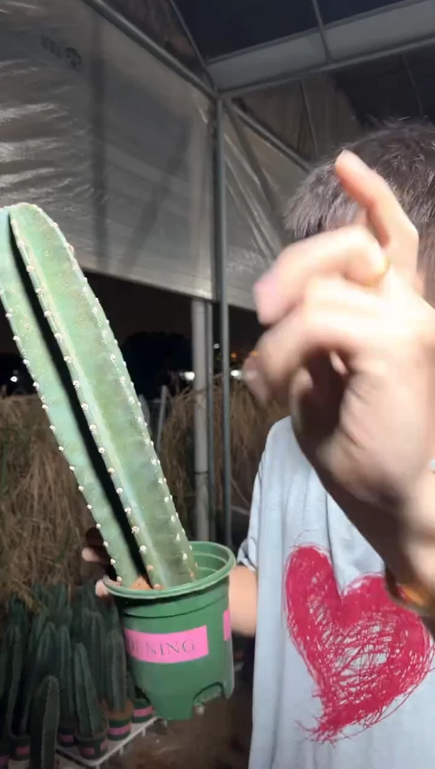 【带盆土】20cm+ 量天尺