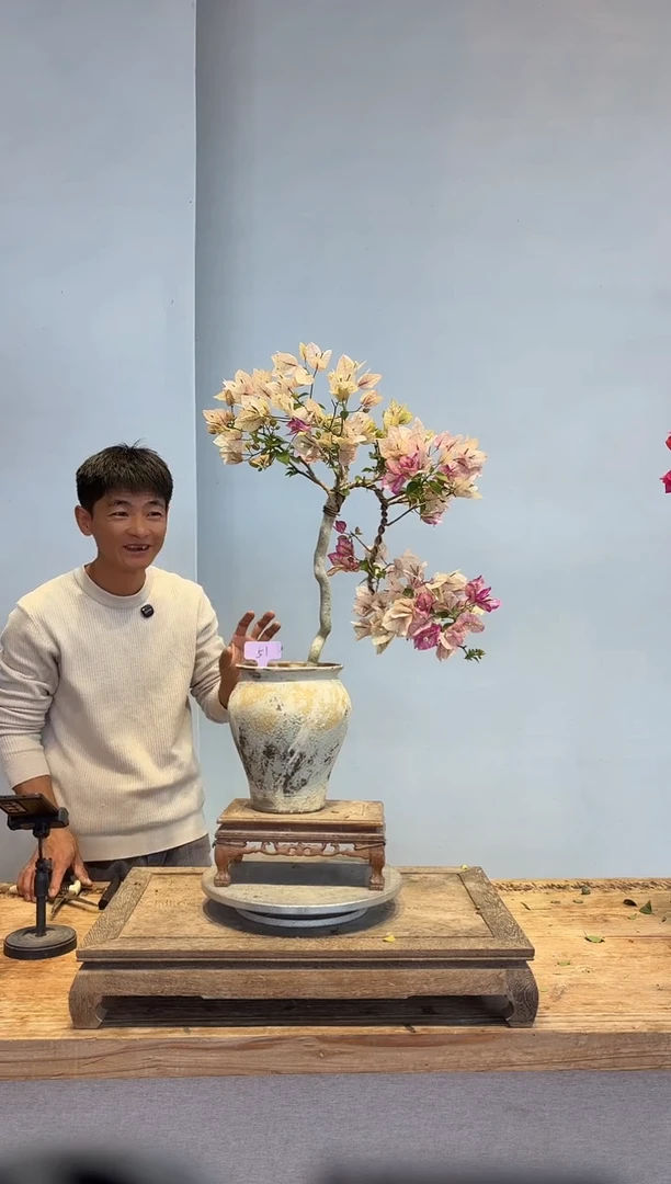 以实际为准三角梅51