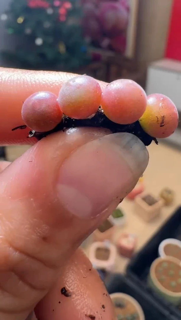 【闪购商品】6-30韩国空蝉一颗