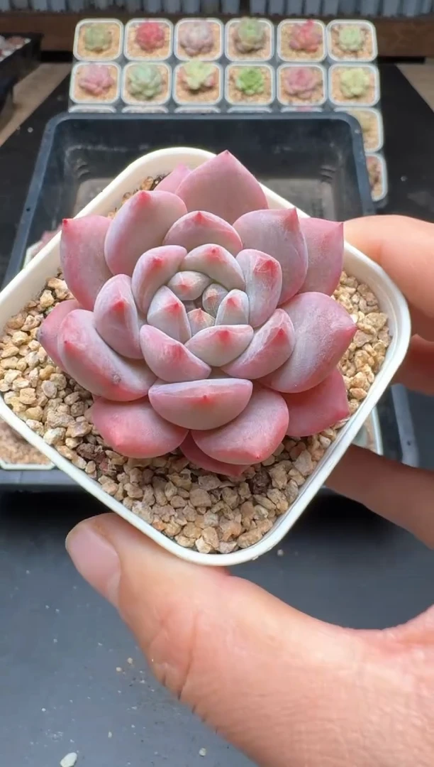 【闪购商品】875C物拍多肉带盆土6.5杯拍3颗包柚