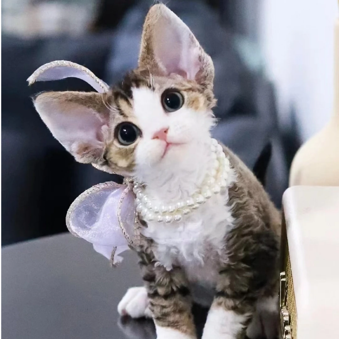 【琬琬的德文卷毛猫】猫咪活体-W013猫崽