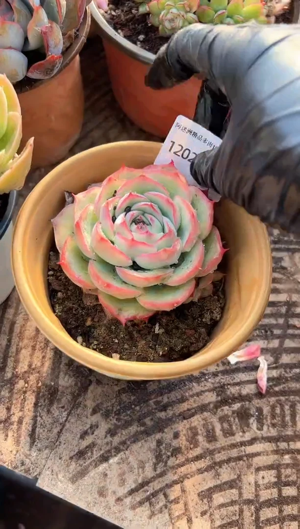 柠**?多肉植物一物一拍20239